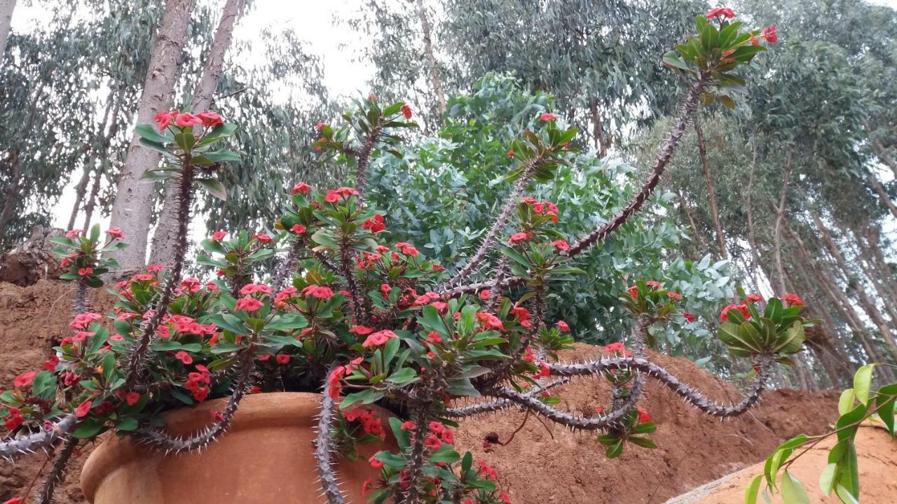 הוילה Moya  Barrancolaurel מראה חיצוני תמונה